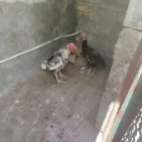 مرغ وخروس لاری