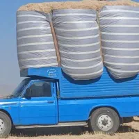 کاه گندم آبی ودیم