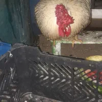 خروس