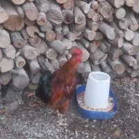خروس جوان محلی
