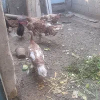 تخم بوقلمون