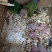 گرینچک جفت روی تخم