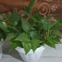 گل پتوس