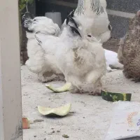 مرغ برهما