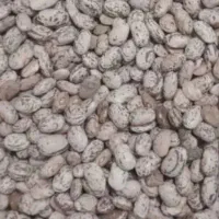 لوبیا و عدس حراج و زعفران