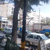 قلیون