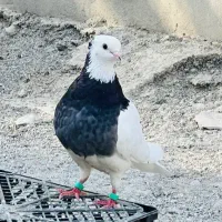 کبوتر طوقی