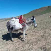 الاغ ماده قابل معاوضه با کره خر ماده