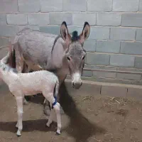 شیر الاغ تازه
