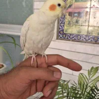 عروس هلندی