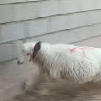بره نر چاق