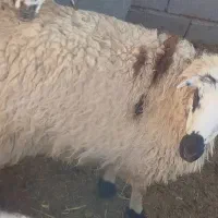 بره نر، ماده. میش. کهره. بز