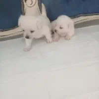 توله سگ پشمالو