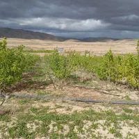 باغ-وباغچه