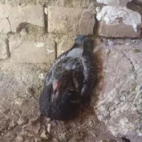 کبوتر