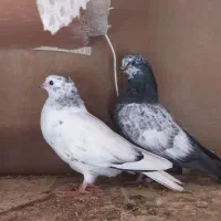کبوتر مفلق تهرانی کله دمی