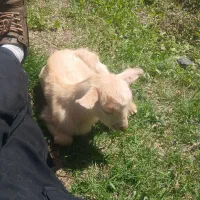 بره شیری گوسفند زنده