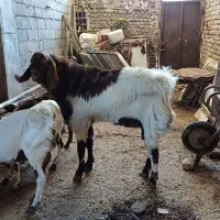 بز نر|حیوانات مزرعه|کلاله, |دیوار