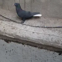 سینه سبز