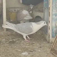سده جفتی|پرنده|مشهد, کوی سیدی|دیوار