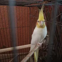 عروس هلندی