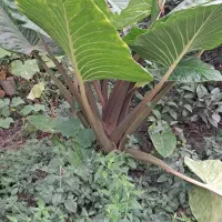 گل باباآدم