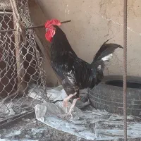خروس سلالم قیمت۲۰۰۰۰۰۰۰