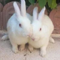 خرگوش باهوش وخانگی
