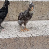 جوجه سرحال و کلاه دار