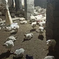 مرغ گوشتی ارگانیک
