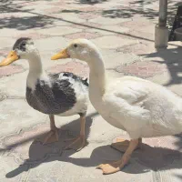 فروش اردک سه ماهه نروماده