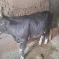 گوساله سیمینتال اصل .