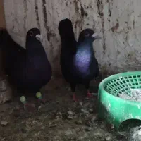 کفتر زاغ