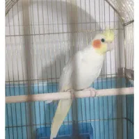 جوجه عروس ۲ ماهه