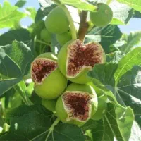فروش 2000 متر مربع انجیرستان