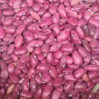 لوبیا