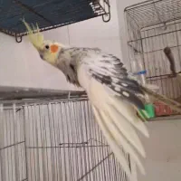 عروس هلندی گمشده