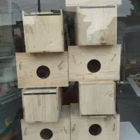 خانه عروس طوطی و کوتوله برزیلی