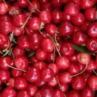 آلبالو رسمی بارنگدهی زیاد/گیلاس محلی