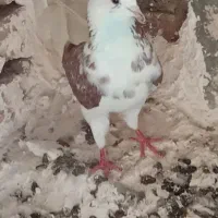 شازده نر