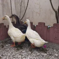 اردک نروماده