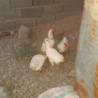 مرغ تخم گذار