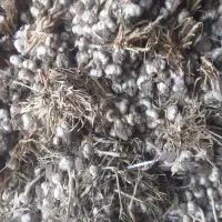 سیر محلی خشک شده