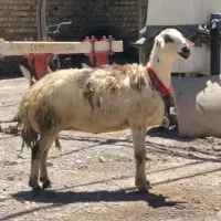 شکم دوم جفتشون هم دوقلوزا 50روز هم نر خورده