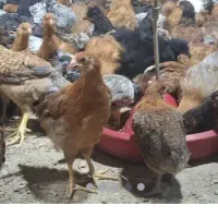 جوجه مرغ و خروس محلی
