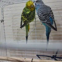 مرغ عشق