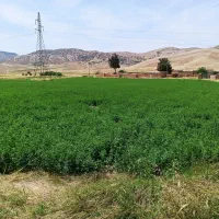 یونجه|خدمات باغبانی و درختکاری|کوهدشت, |دیوار