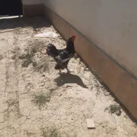 خروس برهما