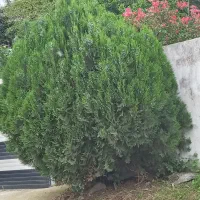 فروش کاج