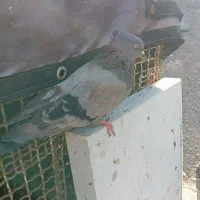 کفتر